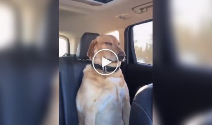 Подборка сонных собак