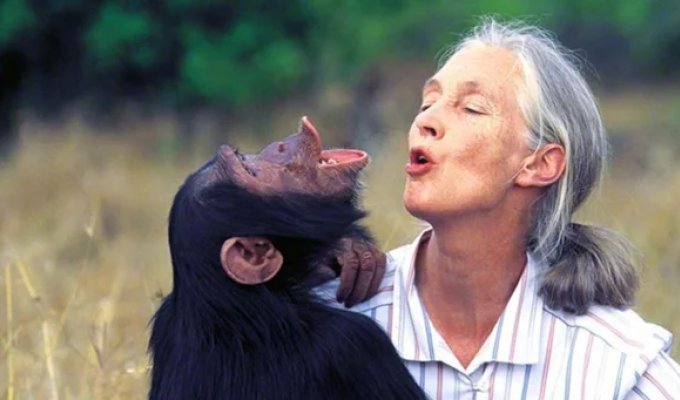 What Came of Scientists' Attempts to Teach Primates to Speak (10 photos)