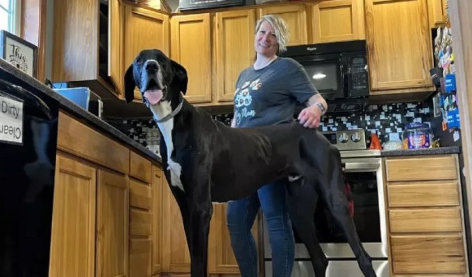 A real giant, but afraid of everything: what the tallest dog in the world looks like (3 photos)