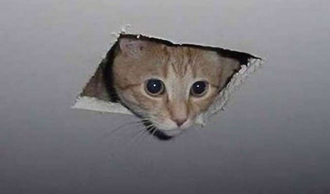 Кот в потолке (4 фото)