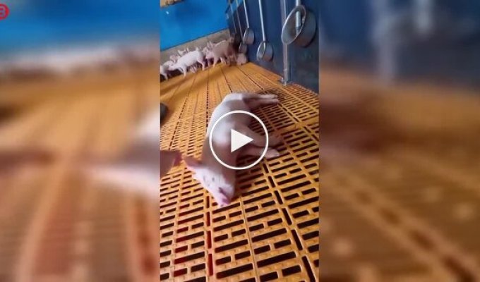 Порося так міцно спало, що його прийняли за неживого