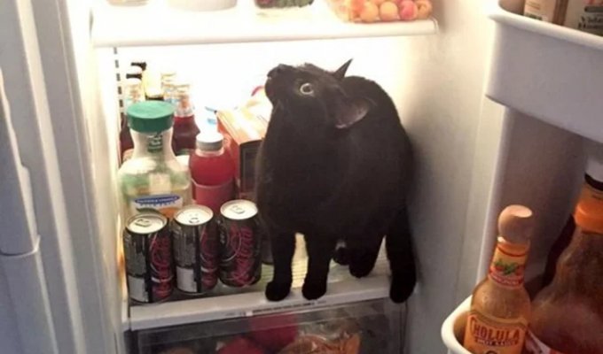 19 Hilariously Fluffy Idiot Cats (20 Photos)