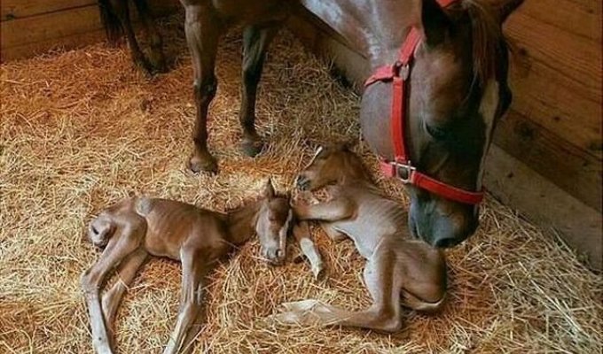 Как выглядят копыта у новорожденных лошадок (4 фото)