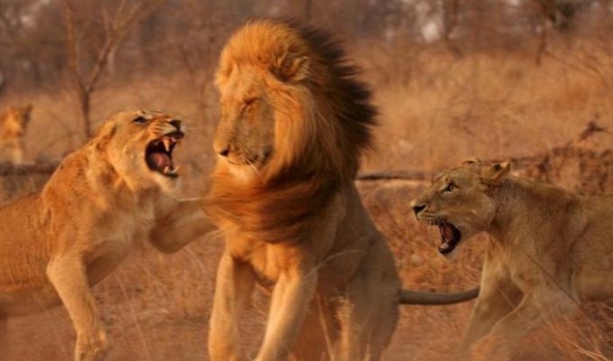 Львицы бьют льва (4 фотографии)
