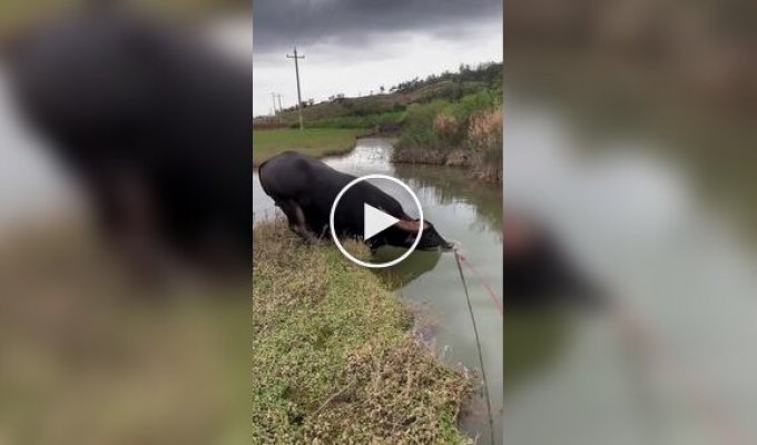 This buffalo dives like even some people can't...