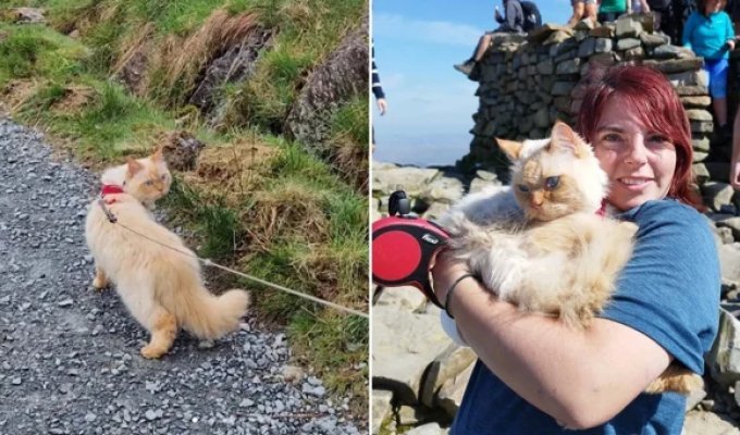 A traveling cat has conquered the main peaks of Great Britain (5 photos)