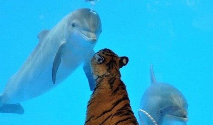 Дельфин и тигр (3 фото)