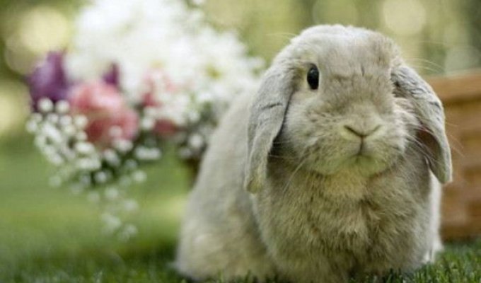 Кролики (104 фото)