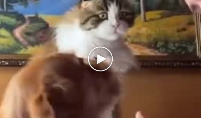 Смешная реакция ревнивой кошки