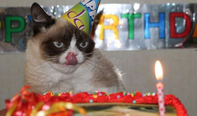 Даже на день рождения, Grumpy Cat сердитый (2 фото)