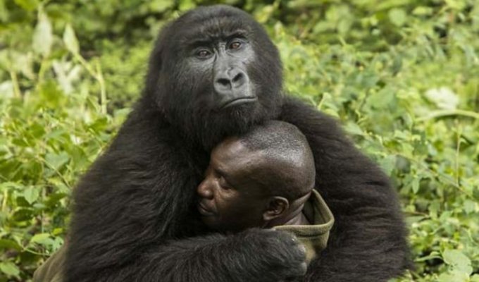 Two wild gorillas fell in love with their caretaker (6 photos)