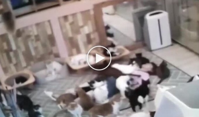 Кошки облепили владельца котокафе, лежащего на полу