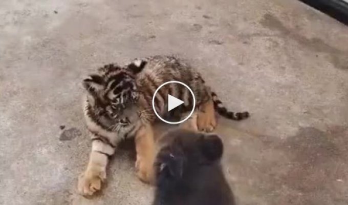 Deathmatch between tiger and bear