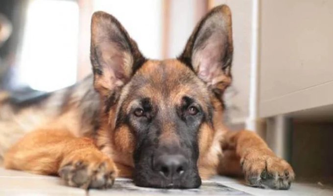 What German Shepherds with Dwarfism Look Like (10 photos)