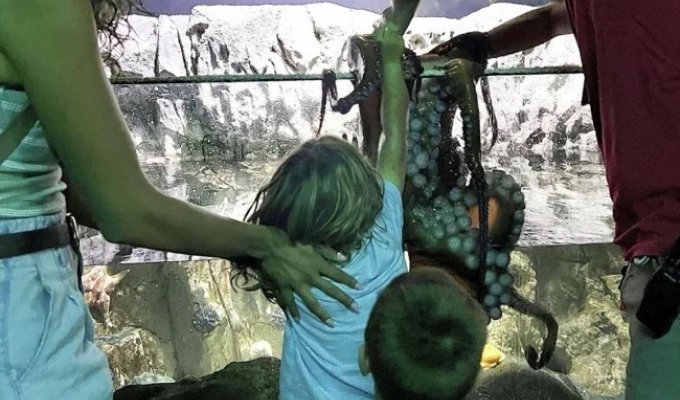В США на интерактивной выставке осьминог вцепился в шестилетнего мальчика (3 фото + 1 видео)