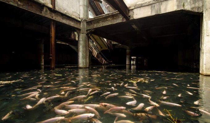 Тайна заброшенного и захваченного рыбой торгового центра (4 фото)