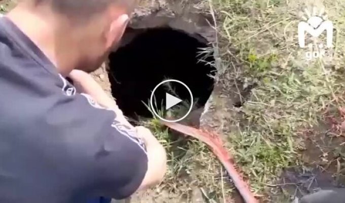 A foal that fell into a well was rescued in North Ossetia