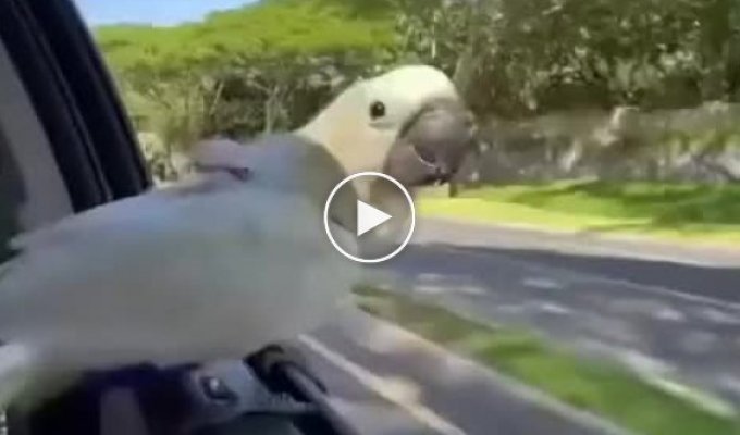 Скорость и попугай