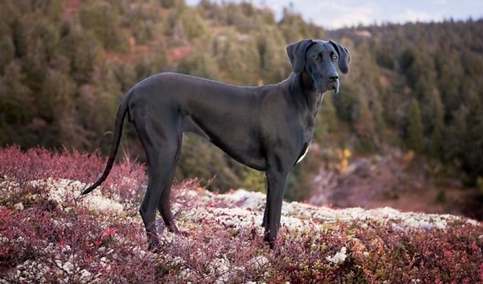 18 photos of Great Danes for those who believe that there should be a lot of good boys (18 photos)