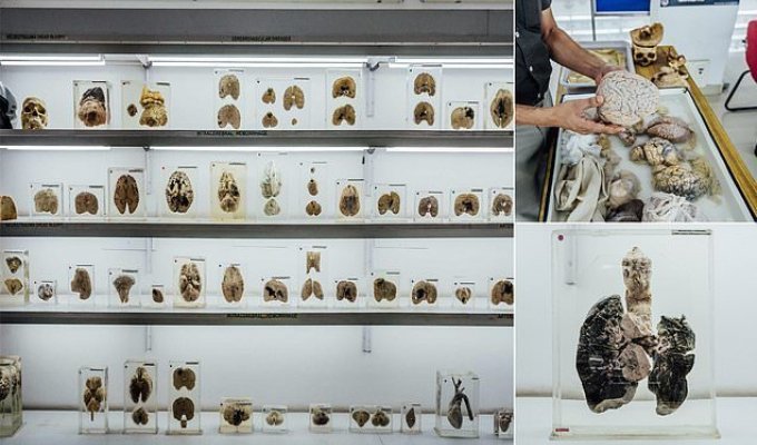 В Индии открылся Музей мозга, в котором экспонаты можно потрогать (6 фото)