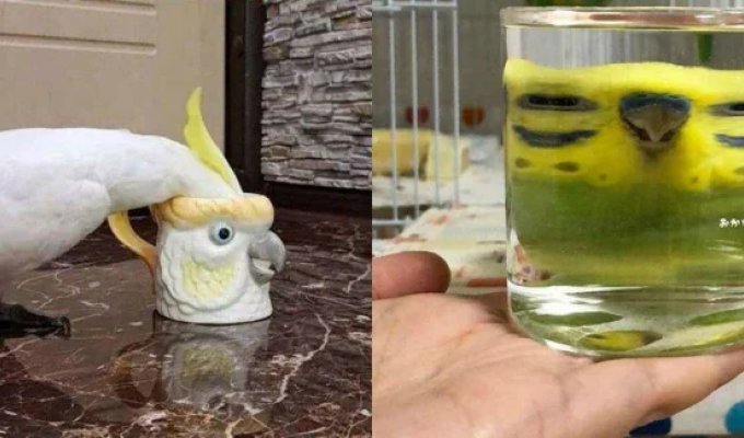 Birds Are Done Being Cute—And Here's What Happened (24 Photos)