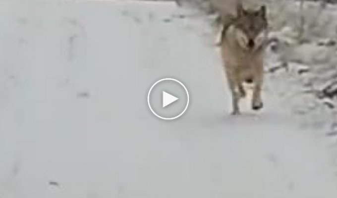 Волк вернулся из леса, чтобы попрощаться с другом