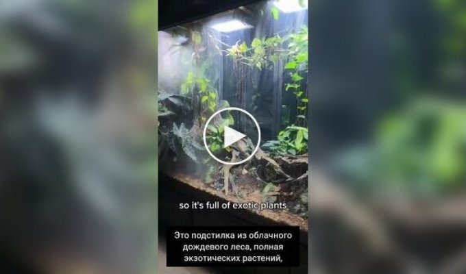 Мужчина показал свой гигантский домашний «мир природы» с дождями, ветром и несколькими биомами