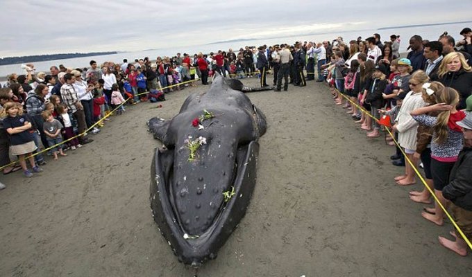 Еще одна жертва человека: молодой кит-горбач с нейлоновой леской во рту (10 фото)