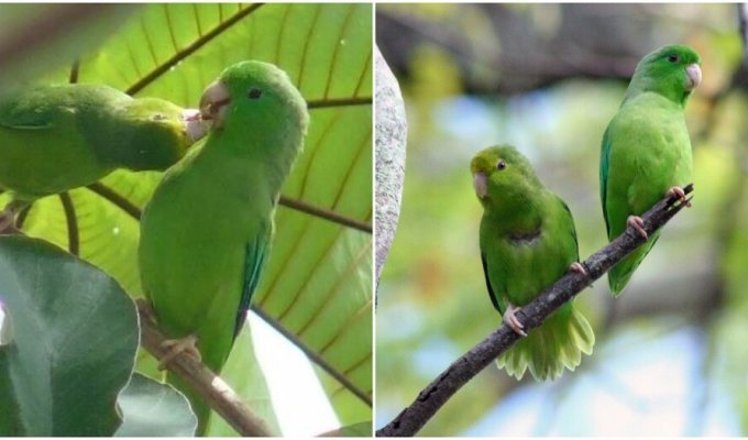 Biologists have discovered the reasons why parrots destroy or adopt other people's chicks (4 photos + 2 videos)