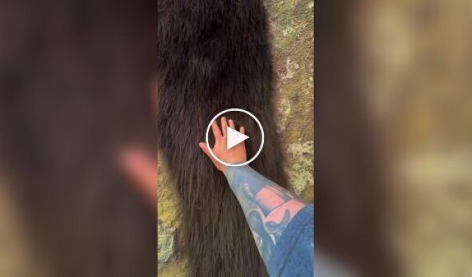 Крупная колония сенокосцев