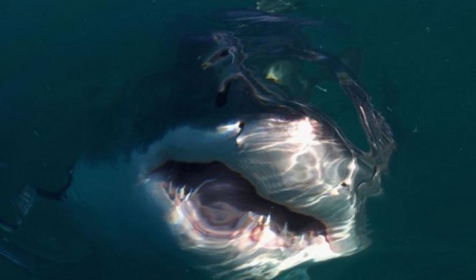 Немного об акулах (31 фотография)