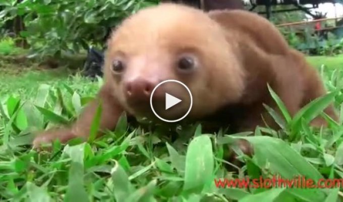 Детеныш ленивца издает забавные звуки