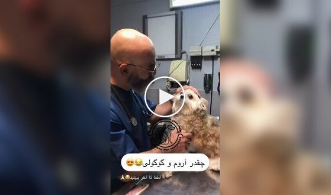 A dog told the veterinarian everything he thought