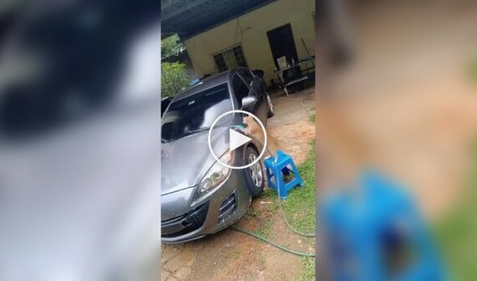 Кошка помыла машину хозяину