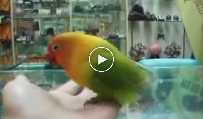 Почему не стоит смотреть порно при попугае