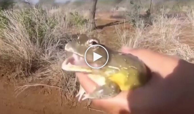 Разнообразие звуков, издаваемых жабами и лягушками