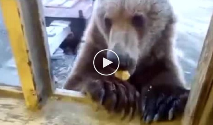 Прикормили медведя