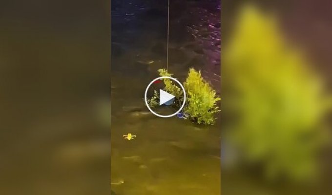 В Китае спасли кота при помощи дрона