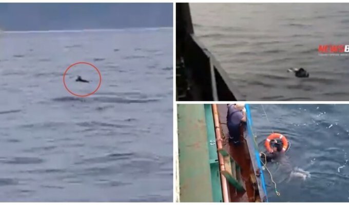 Российские моряки в Приморье спасли иностранца, дрейфовавшего на пенопласте (1 фото + 2 видео)
