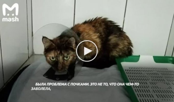 Хозяин Максим Зинов потратил на лечение кота 800 тысяч рублей - и сам открыл клинику
