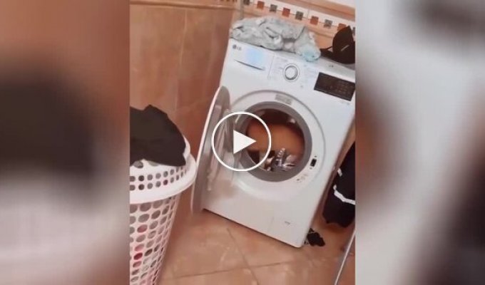 For morning jogging: the cat uses the washing machine as a training device