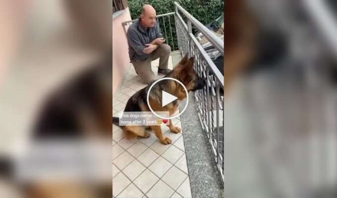 Dog meets owner after long separation