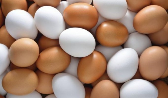Отличие белых и коричневых куриных яиц (1 фото)