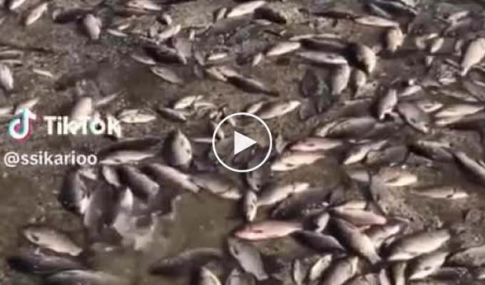 В селе Марьянское Днепропетровской области массовый мор рыбы из-за последствий подрыва дамбы Каховской ГЭС