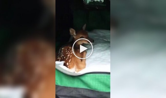 Domesticated fawn