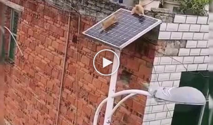 Котята «устроили квест» на солнечной батарее
