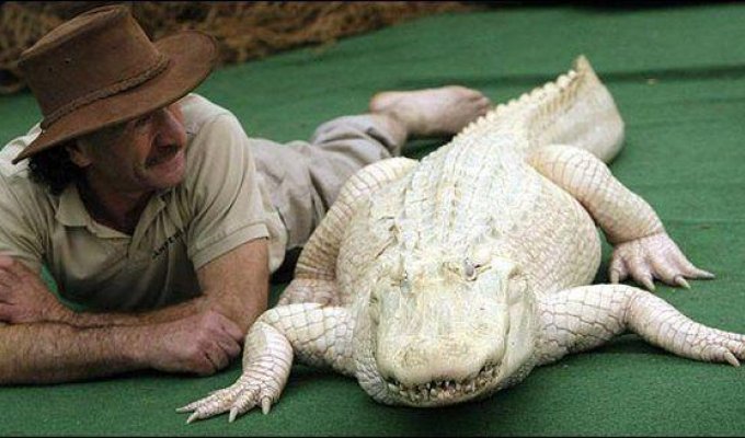 Крокодил - альбинос (4 фото)