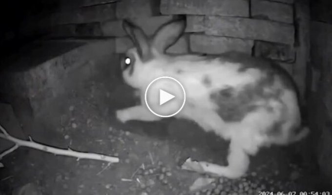 Кролики зарывают вход в норы, чтобы защитить потомство от хищников