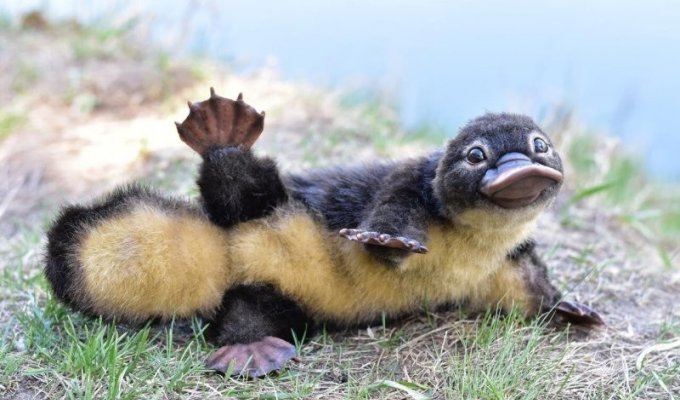 Platypus: every fact here is a miracle of nature (14 photos)