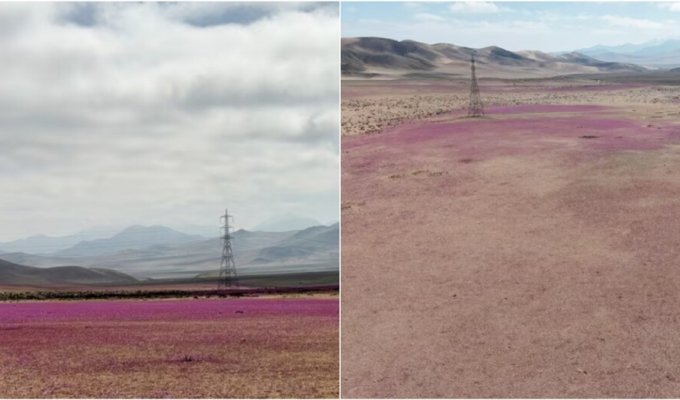 В одном из самых засушливых мест Земли зацвели цветы (5 фото + 1 видео)